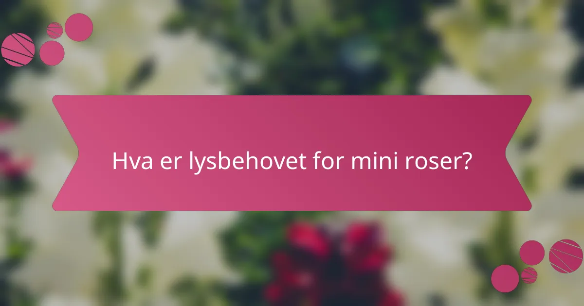 Hva er lysbehovet for mini roser?