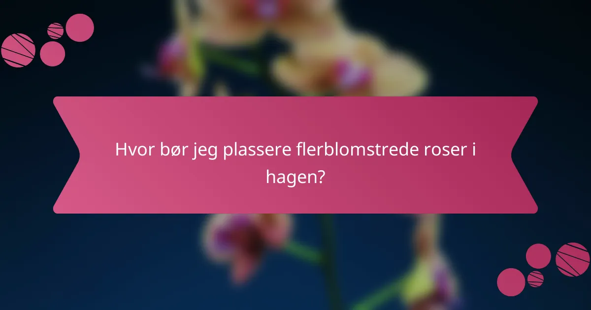 Hvor bør jeg plassere flerblomstrede roser i hagen?