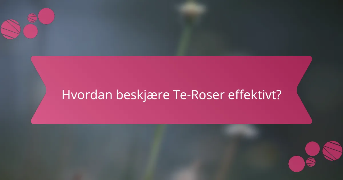 Hvordan beskjære Te-Roser effektivt?