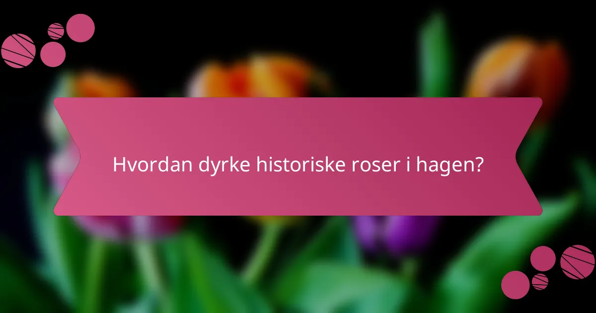 Hvordan dyrke historiske roser i hagen?