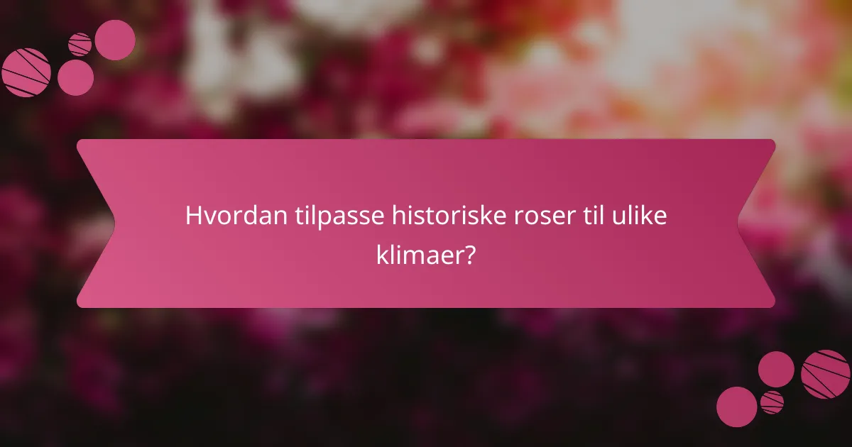 Hvordan tilpasse historiske roser til ulike klimaer?