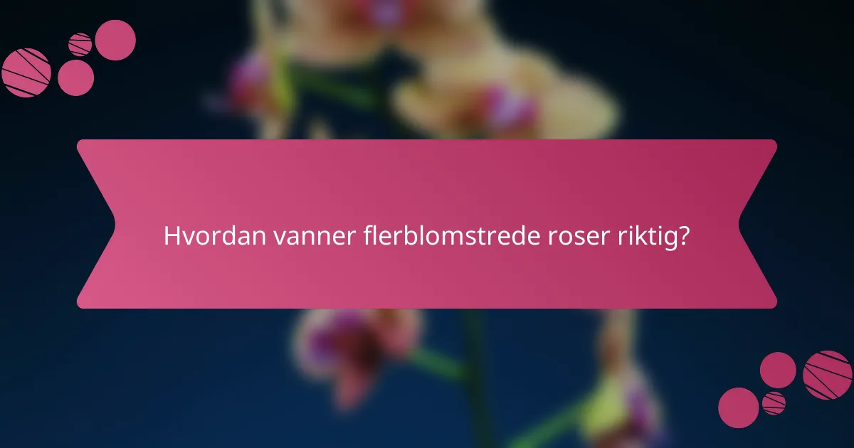 Hvordan vanner flerblomstrede roser riktig?