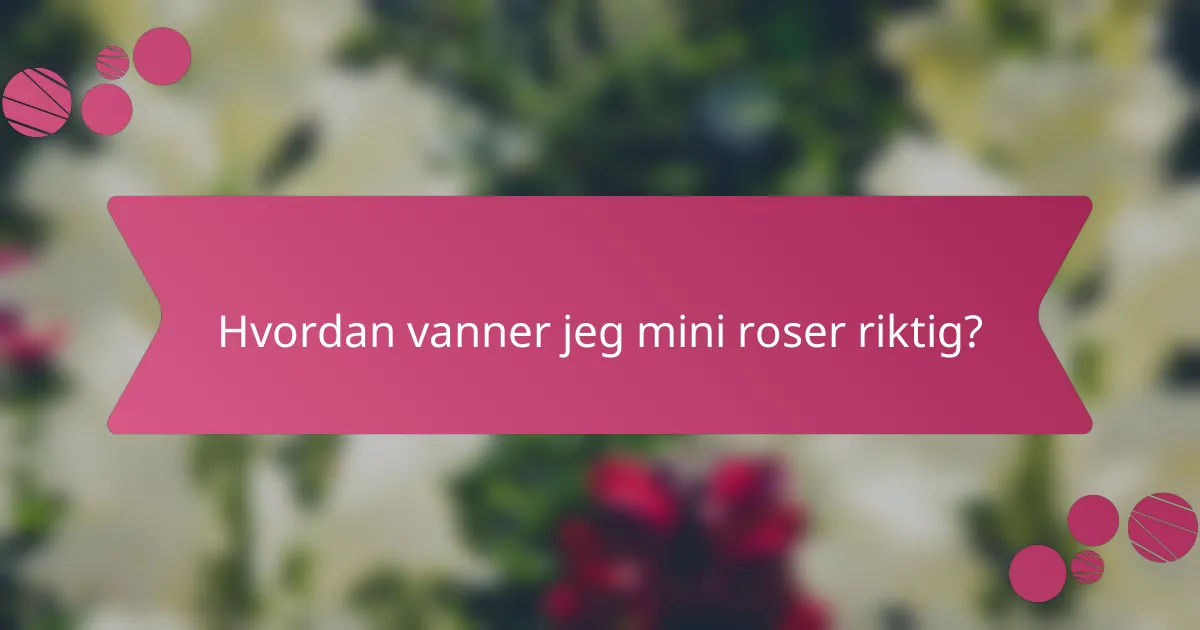 Hvordan vanner jeg mini roser riktig?